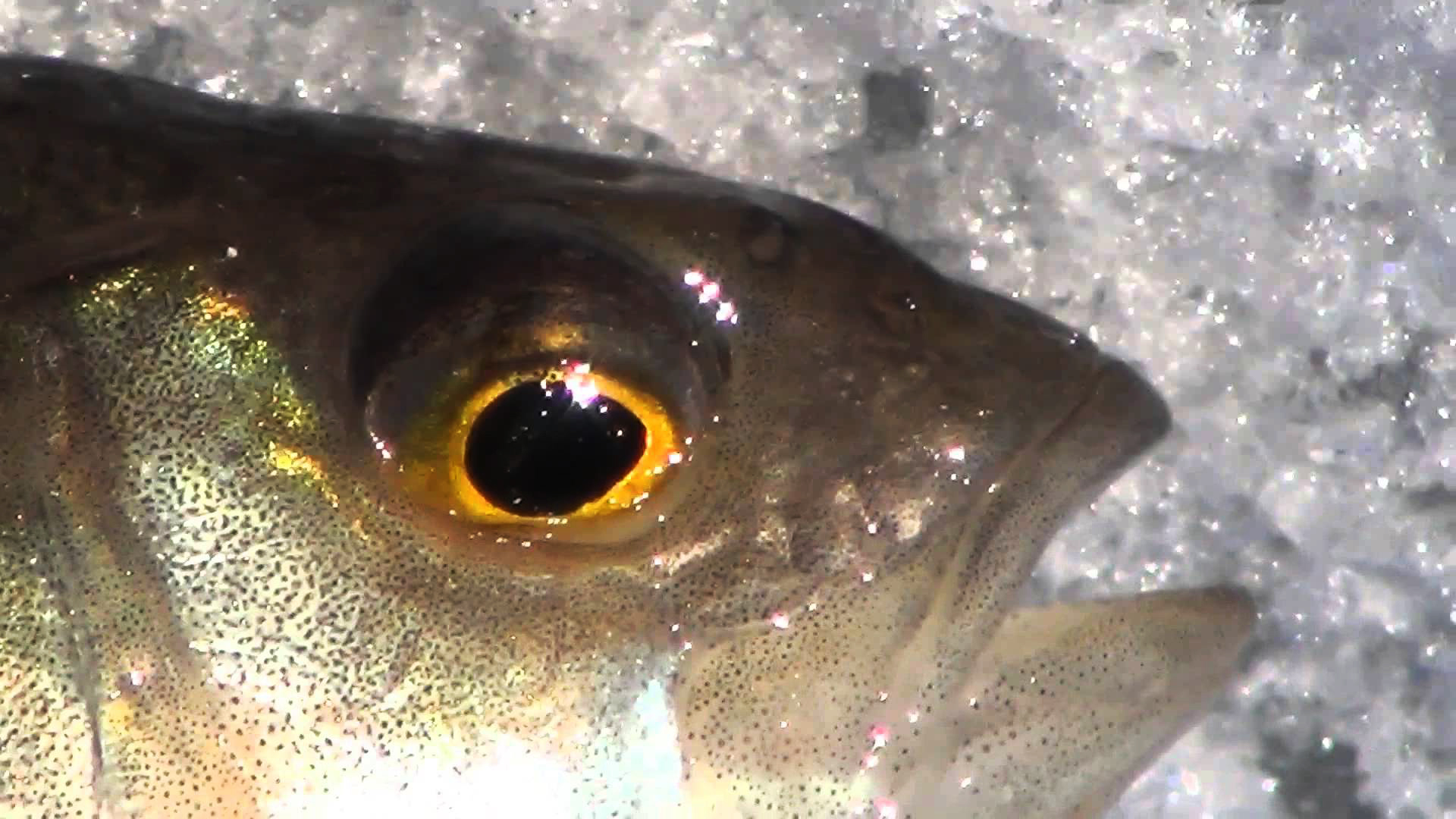 Какие глаза у рыб. Рыбий глаз. Глаза окуня. Глаз рыбы. Рыбьи глазки.